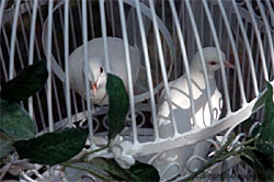 Wedding Doves