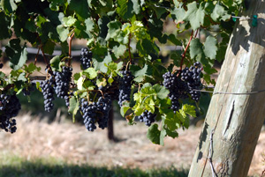 Autumn Creek Vineyard